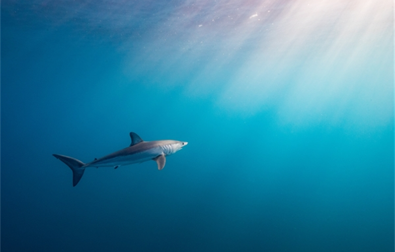 A shortfin mako shark. CREDIT: (c)Steve De Neef